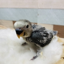 ダークなお色がかっこいい☆コザクラインコのモーブ！