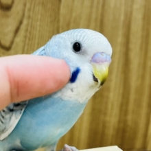 【最新画像更新！ヒナえさ卒業しました‪☆】得意気な表情がなんとも～☆　セキセイインコ　スパングル
