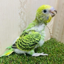 シュッ！としたポーズがお得意さん‼️ セキセイインコ　オパーリン