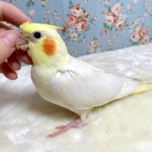 オカメインコ   (●･θ･)ノ✨  11/12