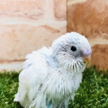 これからの成長が楽しみ！　セキセイインコ　パイド　Ｒ４　１１／２４撮影