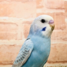 【セキセイ大集合！！】セキセイインコ　スパングル入舎です　R4.11/6 撮影