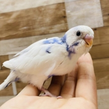 同じ模様はいないんです！特別感のあるセキセイインコパイドカラー☆