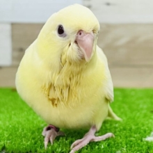 最新画像更新☆レアカラーだよ！クリームイノのサザナミインコ☆