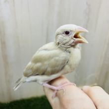 最新画像になりますよ‼️必見ですよ！なんとなんと⭐️シナモン文鳥さん⭐️　文鳥