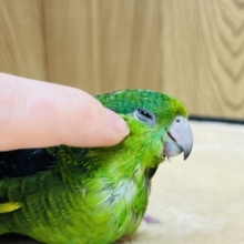 【最新画像更新！！】久々入荷♪　控えめでも目立つコです☆　サザナミインコ　ノーマル〜〜