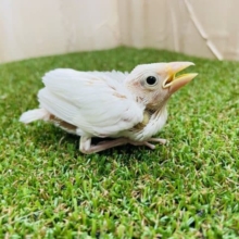 天使の白色なんですよ！　白文鳥
