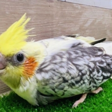 最新画像更新☆派手柄♡パールパイドオカメインコの雛☆