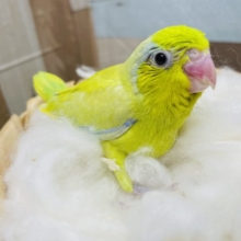 つぶらな瞳の可愛いコ！マメルリハインコのアメリカンイエロー！