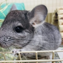 ひょこっと顔を覗かすチンチラさん〜💕　チンチラ　ノーマル