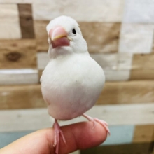 最新画像有り☆文鳥と言えばの大人気カラー白文鳥♪