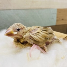 この淡いカラーが良いですよね♪人気カラーのシナモン文鳥！
