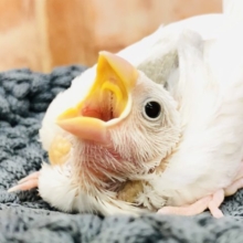 まだまだ入舎します！　白文鳥　Ｒ４　１１／２４撮影