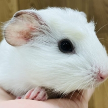 おもち？雪見だいふく？真っ白なクレステッドモルモット(フロスティ)男の子
