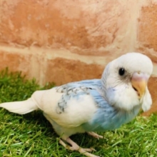 【セキセイ大集合！！】セキセイインコ　パイド入舎です　R4.11/6 撮影