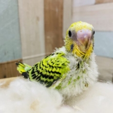 定番人気のみどりちゃん！セキセイインコのオパーリン！
