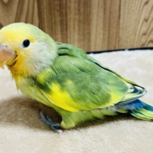 【最新画像更新！！】カメラ目線が得意です♡コザクラインコ(タイガーチェリー) ヒナ