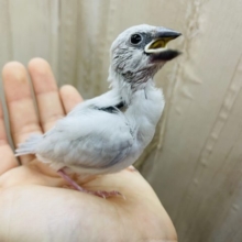 最新画像になりますよ(*´∇｀*)輝きナンバーワン！！シルバー文鳥さんだよっ！！　文鳥