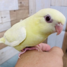 最新画像有り☆ヒナ餌卒業！優しい色合いの可愛いコ！サザナミインコのクリームルチノー！