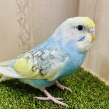 胸元の水色がお気に入り⭐️ セキセイインコ　パステルレインボーパイド