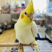 最新画像更新☆ガッチリ体型⁉︎のオカメインコルチノー