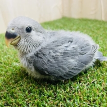 不思議な色合いのコザちゃんですっ⭐️ コザクラインコ　モーブ
