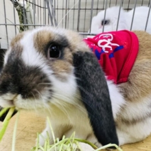 人が大好き♡フレンドリーなロップイヤーラビットのブロークンカラー！