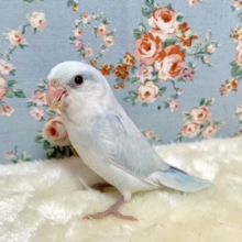 マメルリハ  アメリカンホワイト  ❄️🤍 男の子  11/12