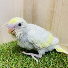 濃い黄色でグラデーション🟡　セキセイインコ　クリーム