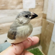 最新画像有り☆モリモリ食べて成長中♪人気者なカラーの桜文鳥！