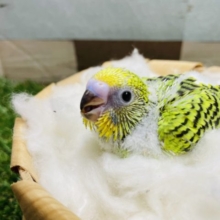 人気カラーのみどりちゃん！セキセイインコのオパーリン！