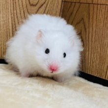 真っ白ふわふわ♡長毛ハムスター(ホワイト)
