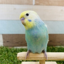 順調に成長しています！！人気カラーのセキセイインコパステルカラーレインボー☆