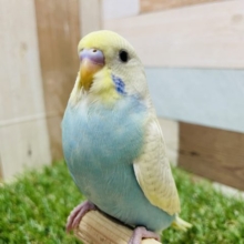 最新画像有り☆羽の模様が可愛いんですっ！セキセイインコのイエローフェイスパステルレインボーオパーリン！