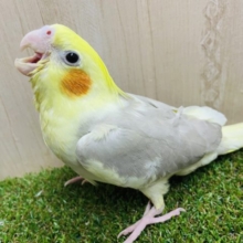 密かにいたんです💗綺麗なオカメさんですよ！　オカメインコ　シナモンパイド