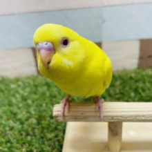 最新画像有り☆太陽のように明るい真っ黄色に赤目のセキセイインコがやって来ました〜