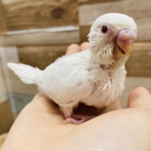 真っ白な体に赤目が上品なアルビノセキセイインコ♪