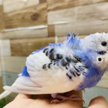 クルンとした羽が個性的ですよ♪爽やかカラーの羽衣セキセイインコ