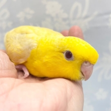 黄色もいい💛サザナミインコ（ルチノー）　２０２２年１１月生まれ