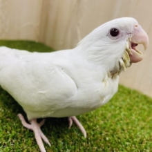 最新画像になりますよ‼️☁️光り輝くまっしろしろっこ☁️　オカメインコ　ピュアホワイト