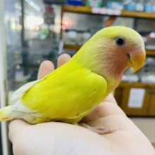 最新画像になりますよ‼️わっしょいラブバード祭りだよ‼️①  おめめは赤なの！　コザクラインコ　ルチノーチェリー