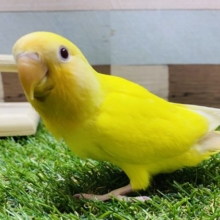 最新画像有り！綺麗な黄色で赤目のコ♪コザクラインコのルチノー！