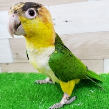 愛嬌たっぷりなインコさん♪シロハラインコ！