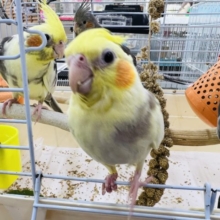 最新画像更新☆オカメインコのヒナ(シナモンパイド)入荷しました〜❤