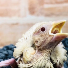 入舎しました！　シナモン文鳥　Ｒ４　１１／２４撮影