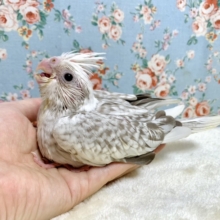 オカメインコ　ホワイトフェイスシナモンパール🤍🌿  １１/２４