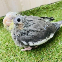見上げてキュートスマイル(*^^*)💓　オカメインコ　ノーマル