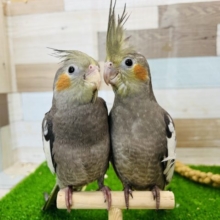 最新画像更新☆オカメインコのヒナ(ノーマル)入荷しました〜❤