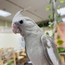 【最新画像更新‪☆甘えんぼです♡】おめめクリクリ♡オカメインコ(ホワイトフェイスシナモン)