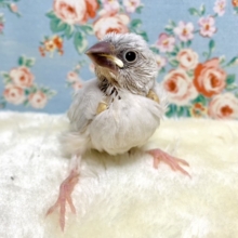 シルバー文鳥 ✨️入舎！  11/9